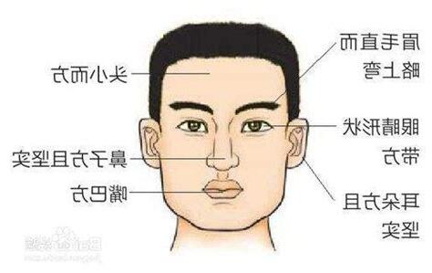 木型人 面相